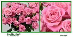 ROSE BR. NATHALIE 50